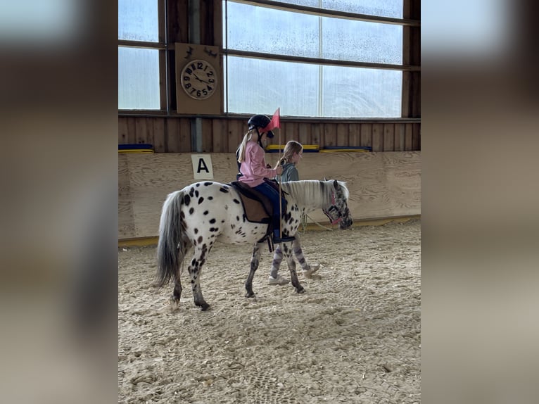 Classic Pony Stute 9 Jahre 125 cm Tigerschecke in Schn&#xFC;rpflingenSchn&#xFC;rpflingen