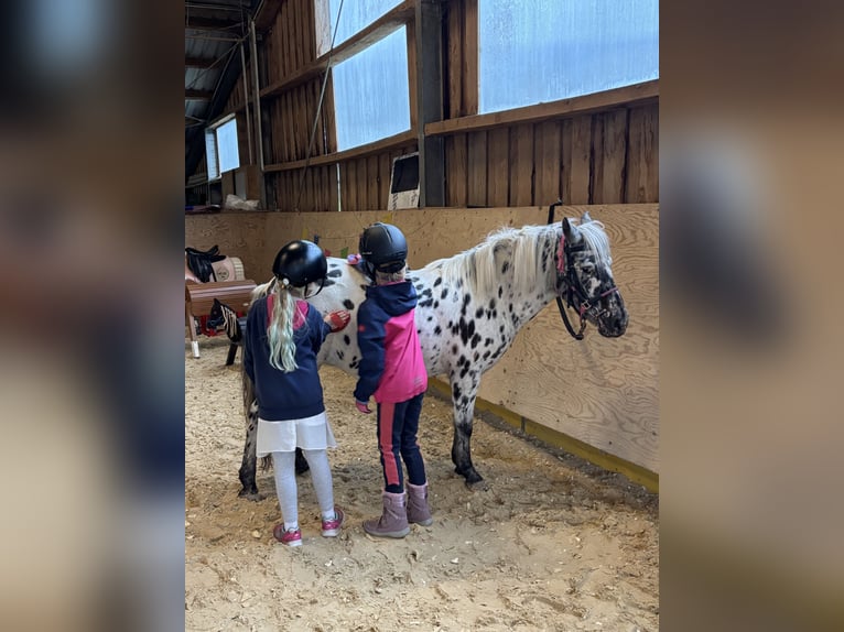 Classic Pony Stute 9 Jahre 125 cm Tigerschecke in Schn&#xFC;rpflingenSchn&#xFC;rpflingen