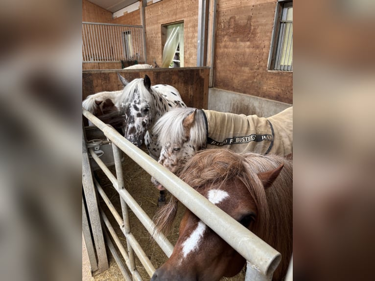Classic Pony Stute 9 Jahre 125 cm Tigerschecke in Schn&#xFC;rpflingenSchn&#xFC;rpflingen