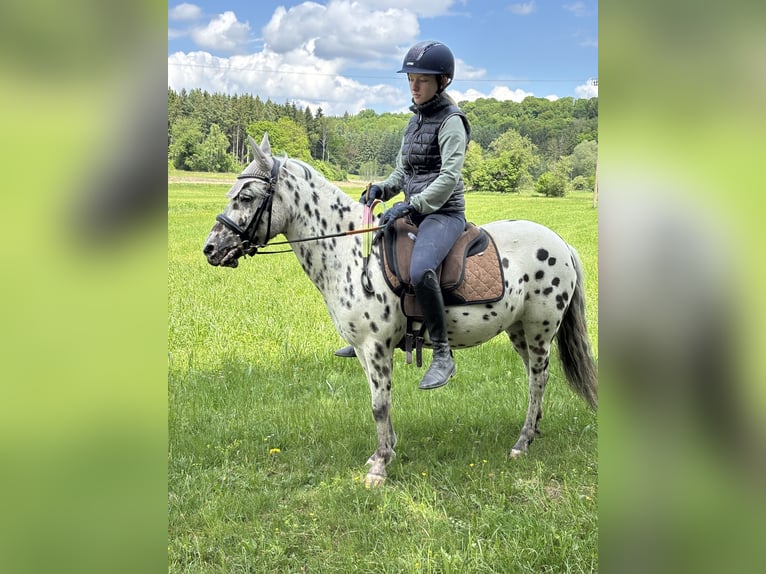 Classic Pony Stute 9 Jahre 125 cm Tigerschecke in Schn&#xFC;rpflingenSchn&#xFC;rpflingen