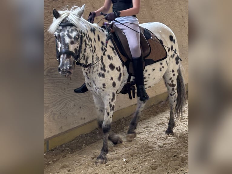 Classic Pony Stute 9 Jahre 125 cm Tigerschecke in Schn&#xFC;rpflingenSchn&#xFC;rpflingen