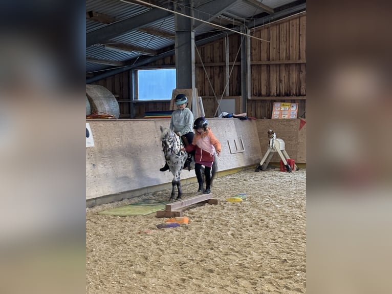 Classic Pony Stute 9 Jahre 125 cm Tigerschecke in Schn&#xFC;rpflingenSchn&#xFC;rpflingen