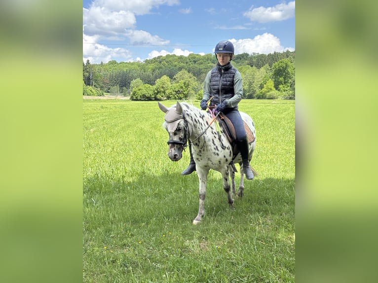Classic Pony Stute 9 Jahre 125 cm Tigerschecke in Schn&#xFC;rpflingenSchn&#xFC;rpflingen