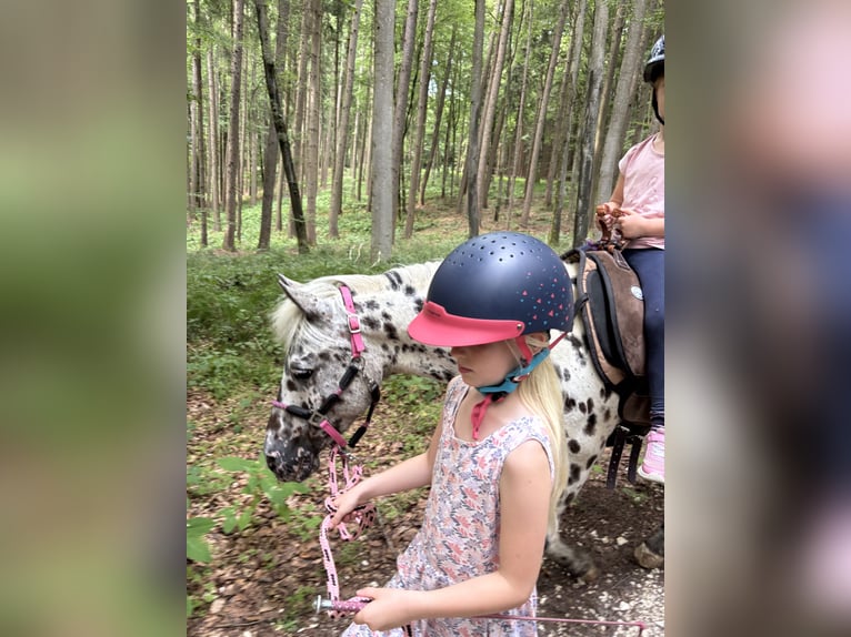 Classic Pony Stute 9 Jahre 125 cm Tigerschecke in Schn&#xFC;rpflingenSchn&#xFC;rpflingen