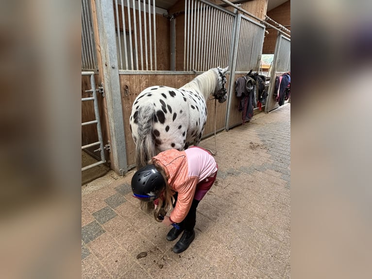 Classic Pony Stute 9 Jahre 125 cm Tigerschecke in Schn&#xFC;rpflingenSchn&#xFC;rpflingen