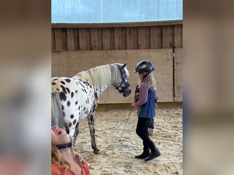 Classic Pony Stute 9 Jahre 125 cm Tigerschecke in Schn&#xFC;rpflingenSchn&#xFC;rpflingen