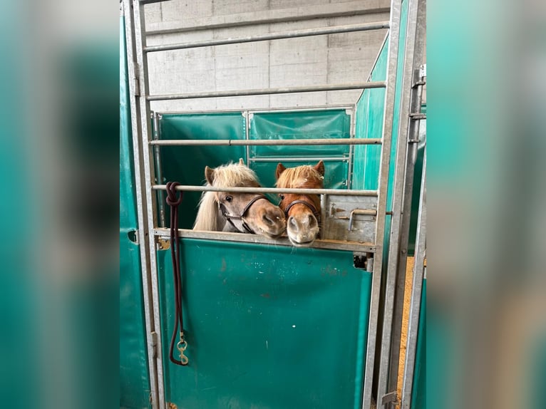 Classic Pony Mix Unbekannt 9 Jahre 104 cm Fuchs in Mäder