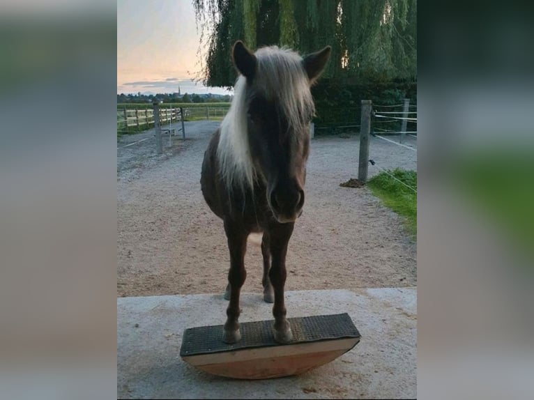 Classic Pony Wałach 10 lat 115 cm Ciemnokasztanowata in Freilassing