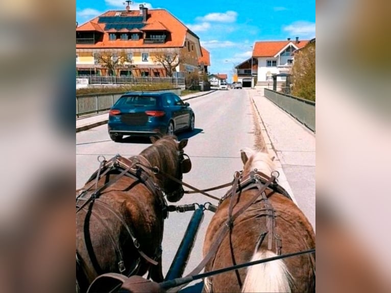 Classic Pony Wałach 10 lat 115 cm Ciemnokasztanowata in Freilassing