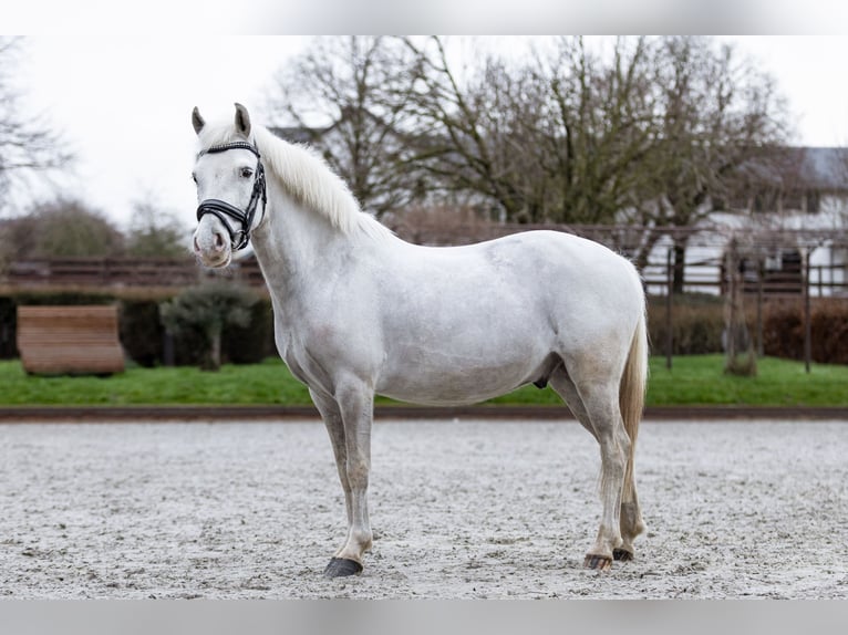 Classic Pony Wałach 10 lat 125 cm Siwa in Beckerich