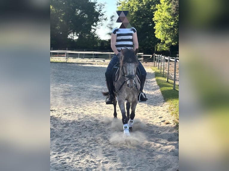 Classic Pony Mix Wałach 10 lat 133 cm Kasztanowatodereszowata in Hatten