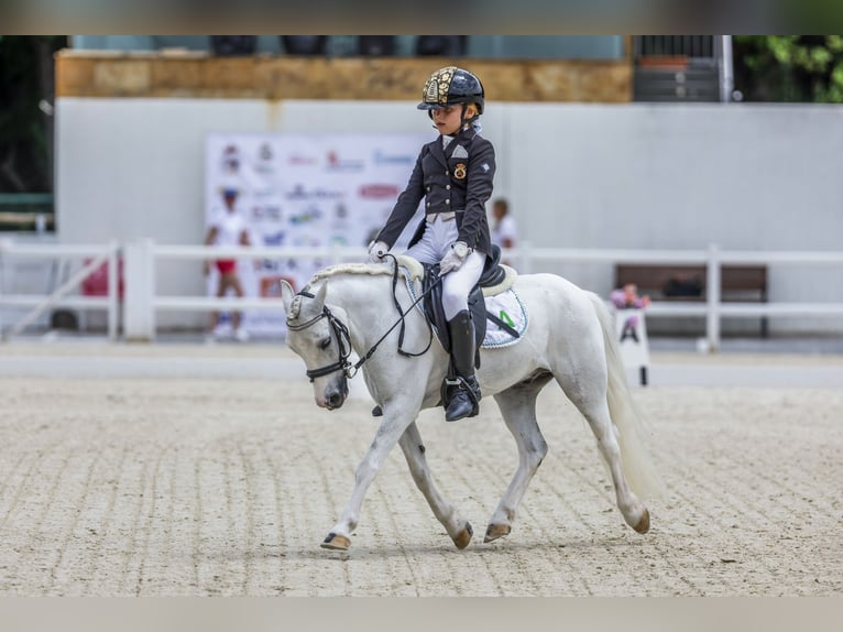 Classic Pony Wałach 11 lat 110 cm Srokata in Chiclana De La Frontera
