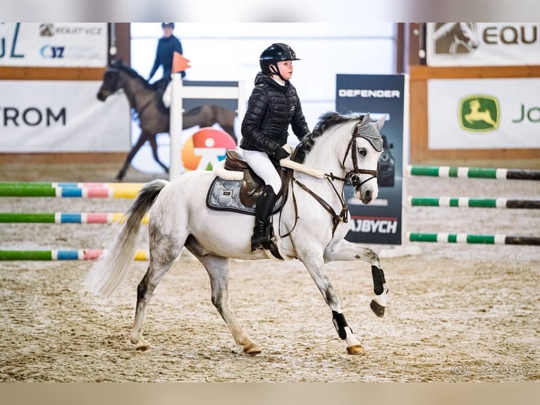 Classic Pony Wałach 11 lat  in Slaný
