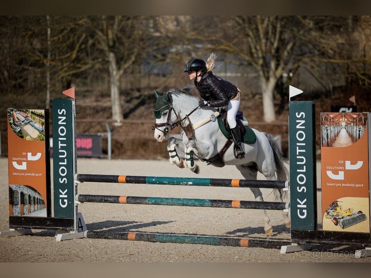 Classic Pony Wałach 11 lat  in Slaný
