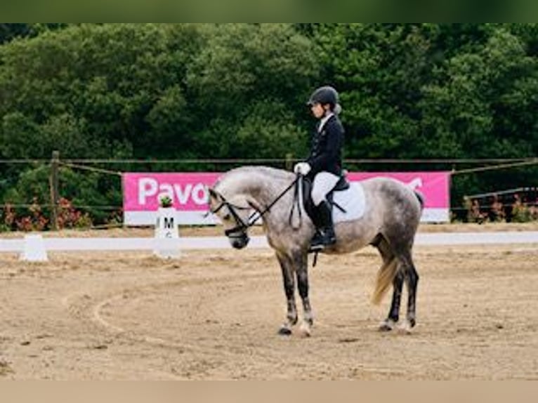 Classic Pony Wałach 11 lat Siwa in Tabeaio (San Marti&#xF1;o)