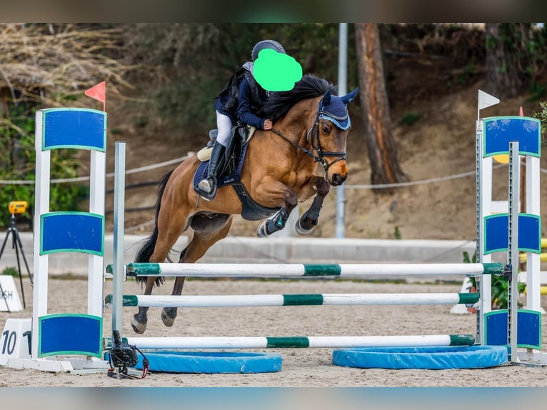Classic Pony Mix Wałach 12 lat 128 cm Gniada in San Pedro Del Pinatar