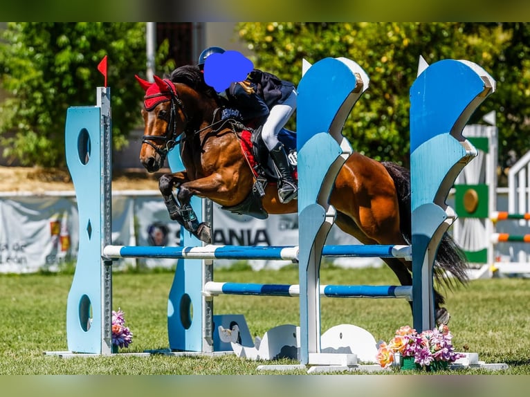 Classic Pony Mix Wałach 12 lat 128 cm Gniada in San Pedro Del Pinatar