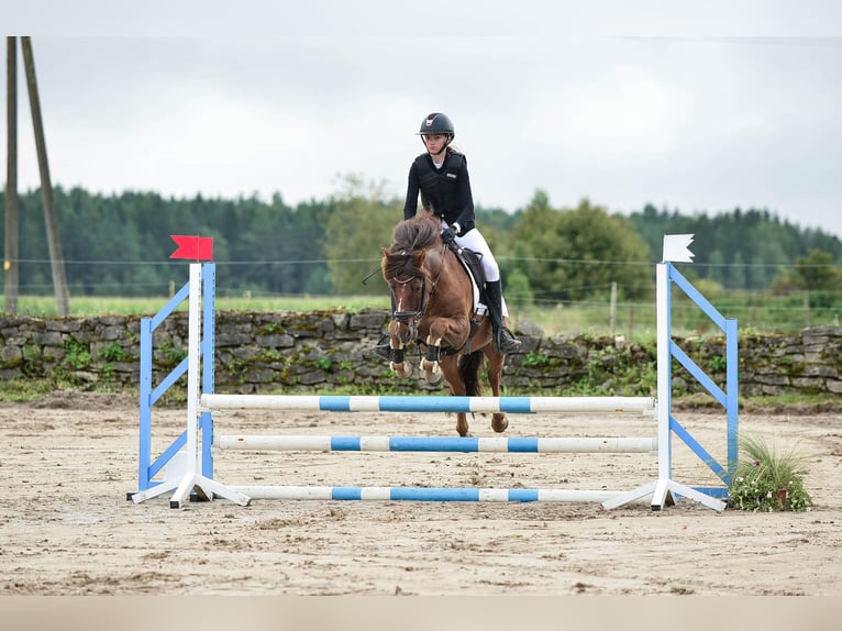 Classic Pony Wałach 14 lat 143 cm Ciemnokasztanowata in Rakvere