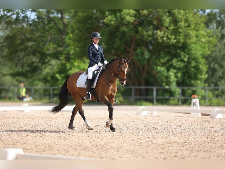 Classic Pony Wałach 15 lat 148 cm Jasnogniada in Stockholm