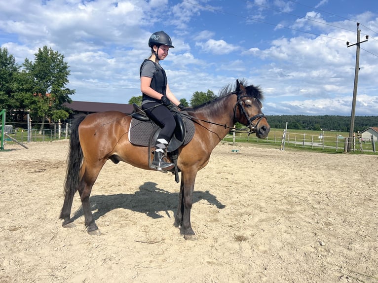 Classic Pony Wałach 21 lat 140 cm Gniada in Uttendorf