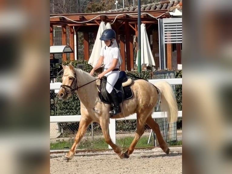 Classic Pony Wałach 4 lat 125 cm Izabelowata in Moralzarzal
