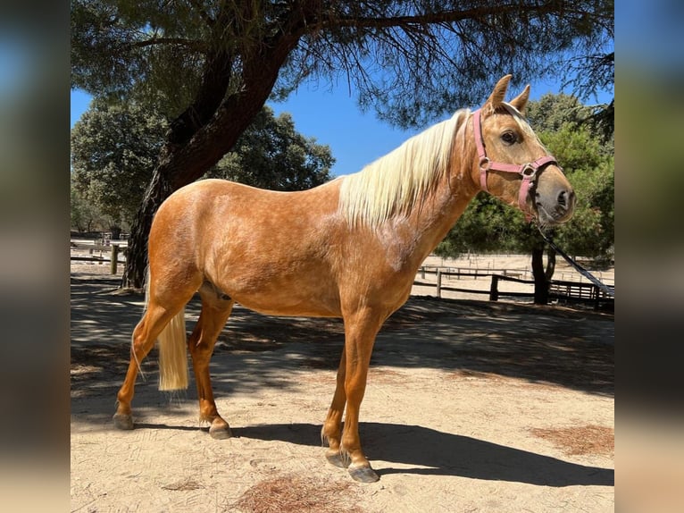 Classic Pony Wałach 4 lat 125 cm Izabelowata in Moralzarzal