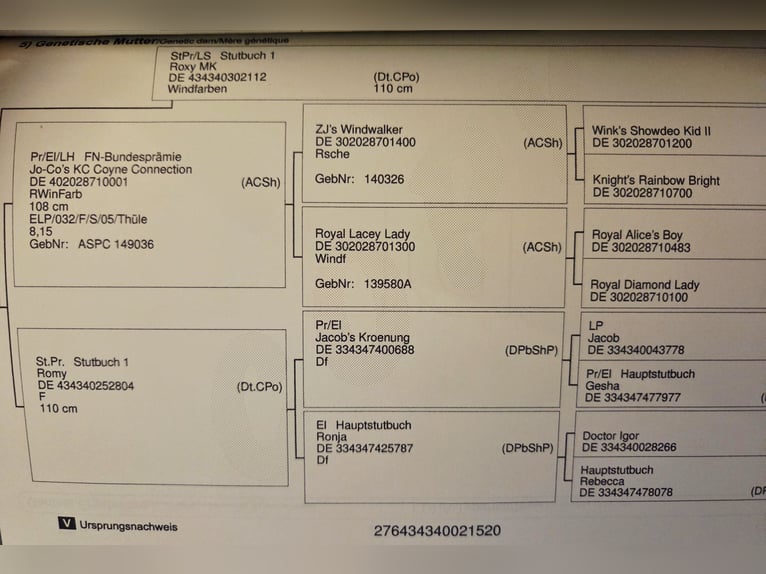 Classic Pony Wałach 6 lat 120 cm Ciemnokasztanowata in Weimar