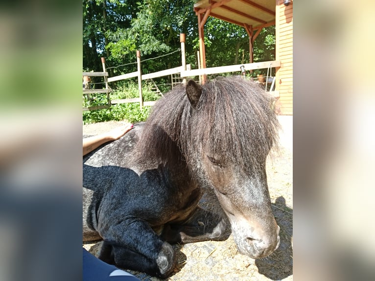 Classic Pony Wałach 7 lat 105 cm Tarantowata in Sinsheim