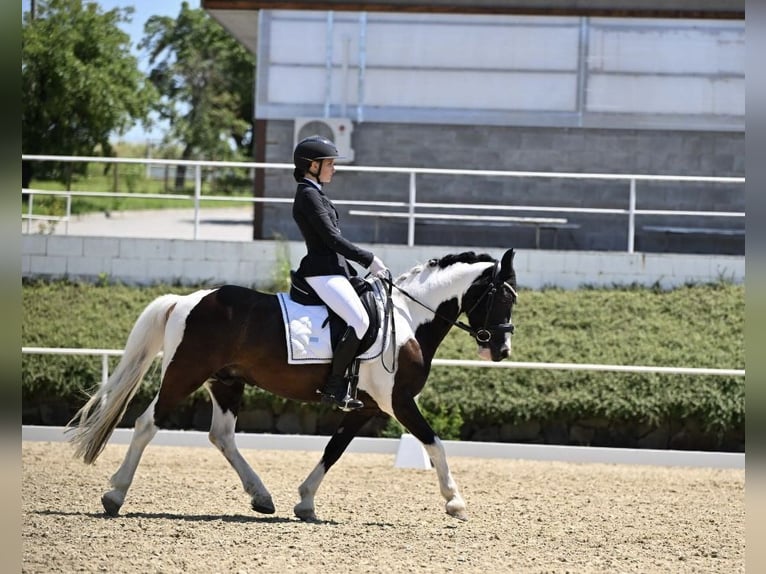 Classic Pony Mix Wałach 7 lat 145 cm in Bad&#xED;n