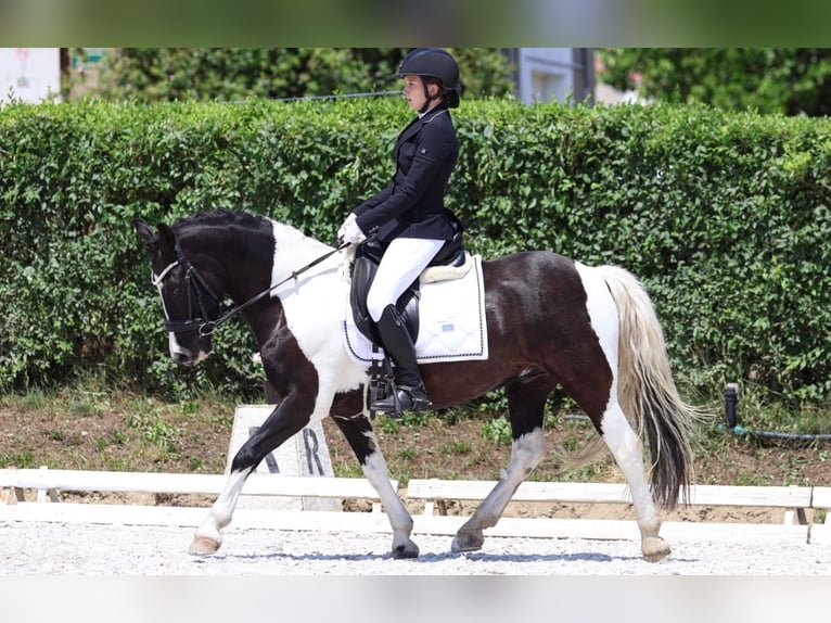 Classic Pony Mix Wałach 7 lat 145 cm in Bad&#xED;n