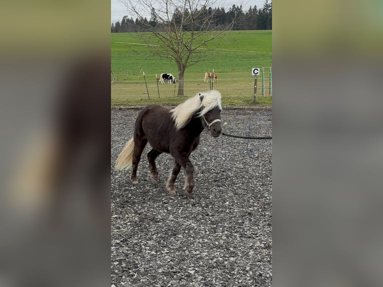 Classic Pony Wałach 8 lat 117 cm in Zürich