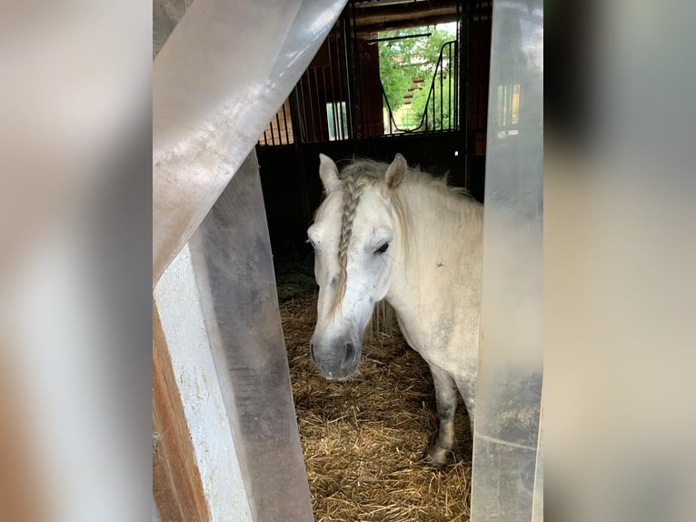 Classic Pony Wałach 8 lat 125 cm Siwa in Egglham