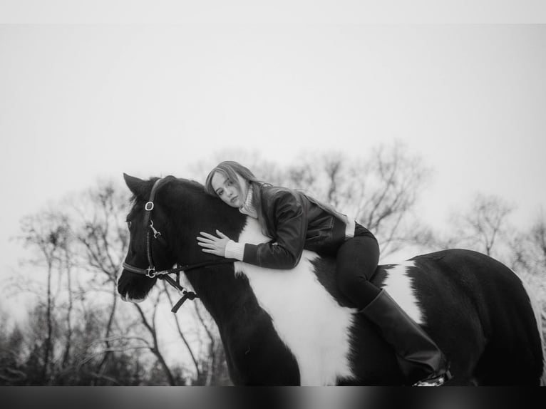 Classic Pony Mix Wałach 8 lat 145 cm in Badín