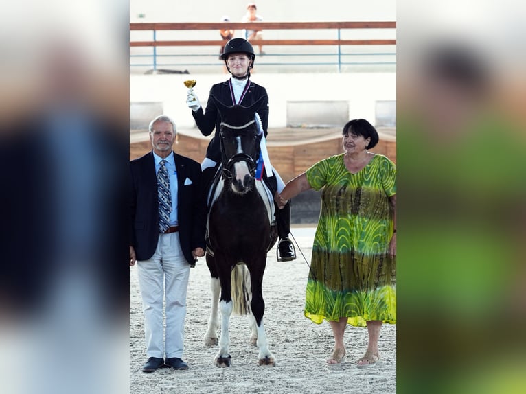 Classic Pony Mix Wałach 8 lat 145 cm in Badín
