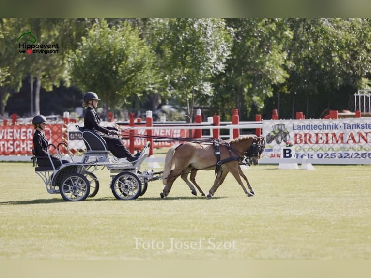 Classic Pony Wałach 9 lat 105 cm Kasztanowata in Rankweil