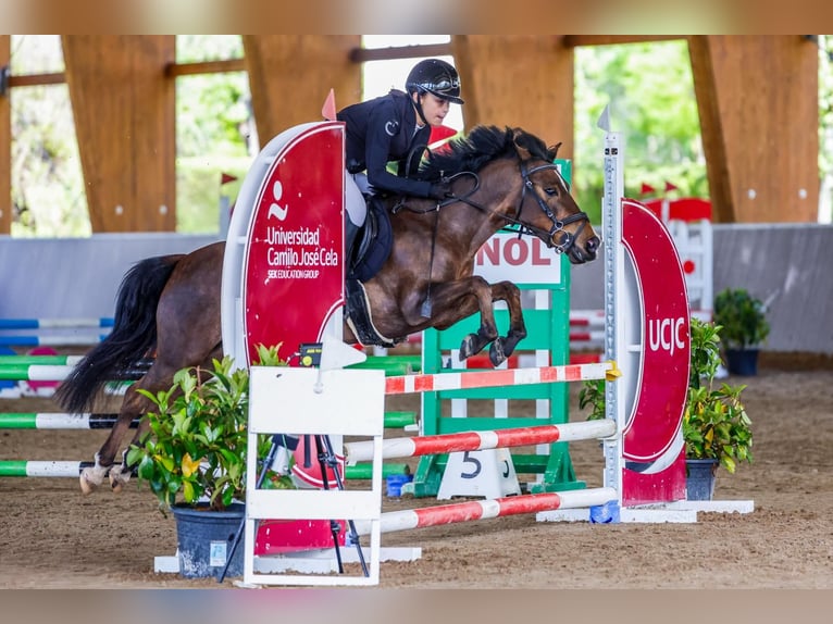 Classic Pony Wałach 9 lat 127 cm Gniada in Santander
