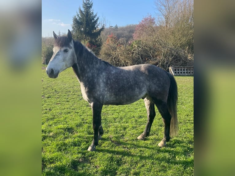 Classic Pony Wałach 9 lat 149 cm Siwa in Ballancourt-sur-Essonne