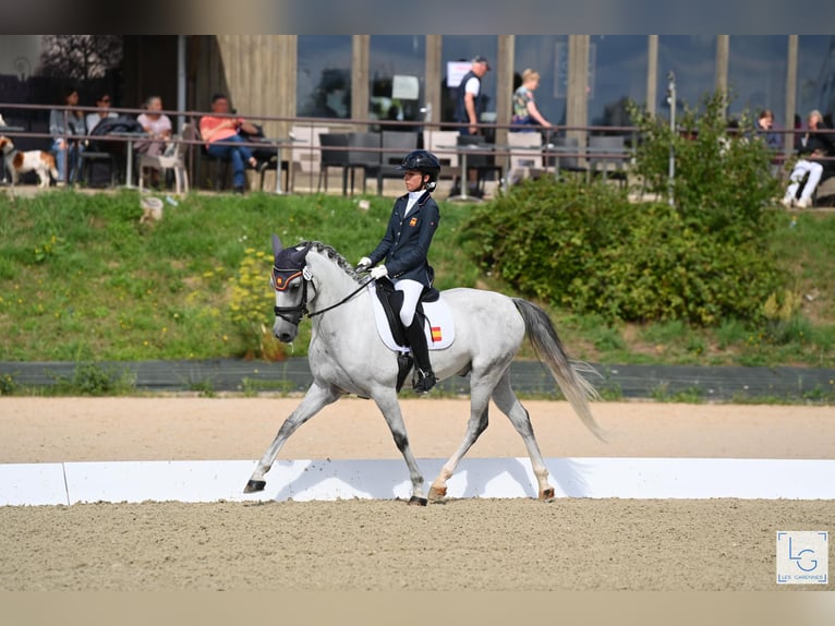 Classic Pony Wałach 9 lat 149 cm Siwa in Castalla