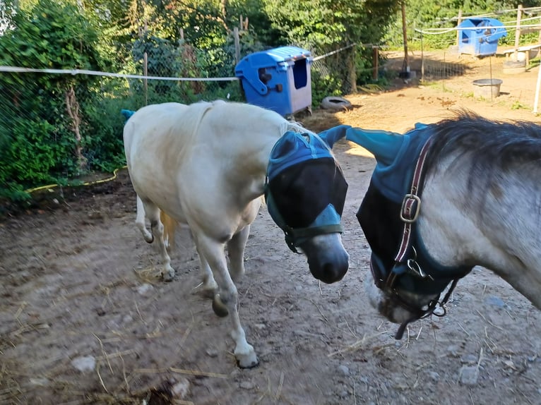 Classic Pony Mix Wałach 10 lat 116 cm Siwa in Buggingen