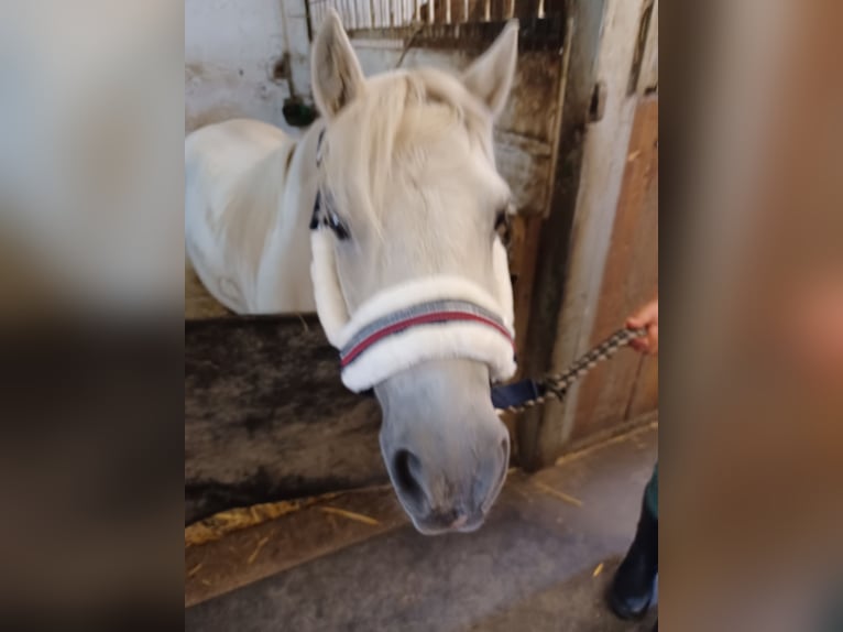 Classic Pony Mix Wałach 10 lat 116 cm Siwa in Buggingen