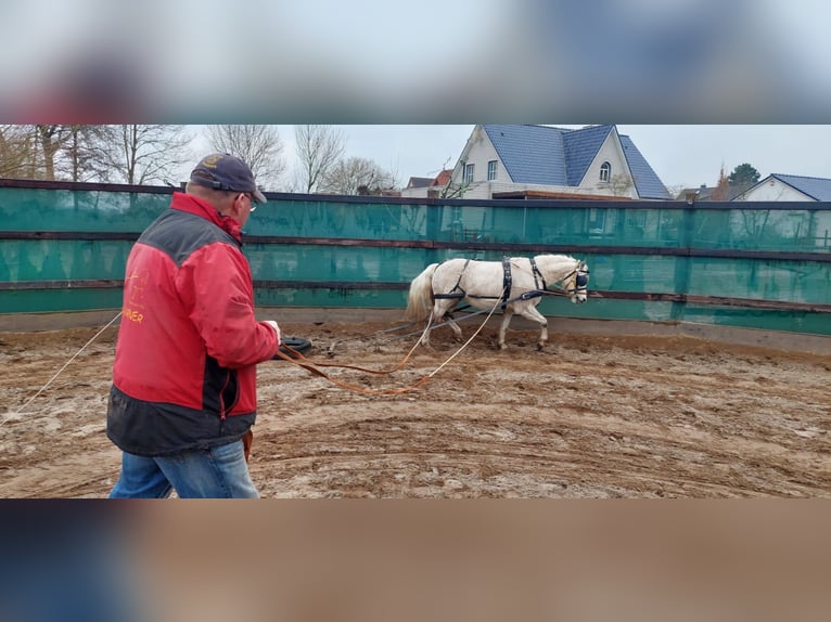 Classic Pony Mix Wałach 10 lat 116 cm Siwa in Buggingen