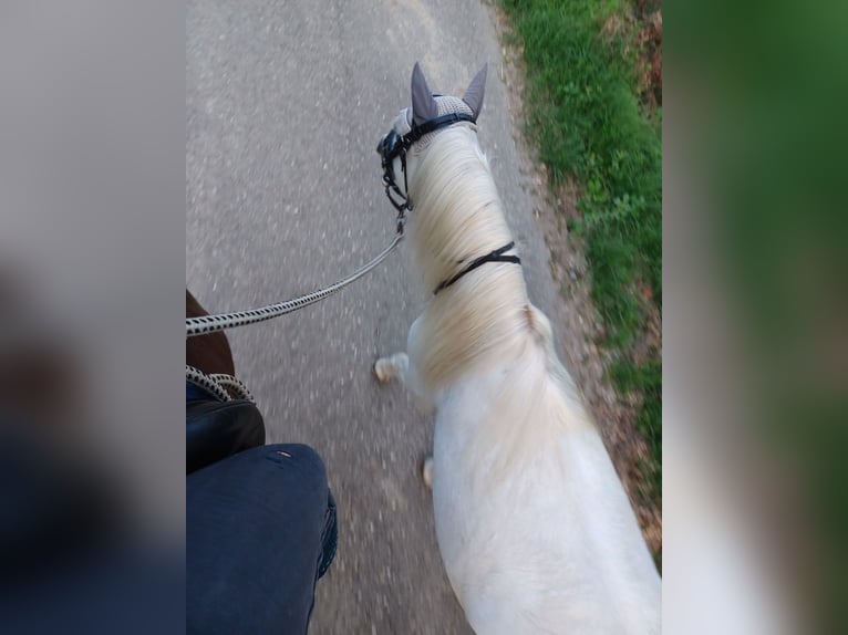 Classic Pony Mix Wałach 10 lat 116 cm Siwa in Buggingen