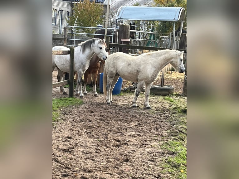 Classic Pony Mix Wałach 10 lat 116 cm Siwa in Buggingen