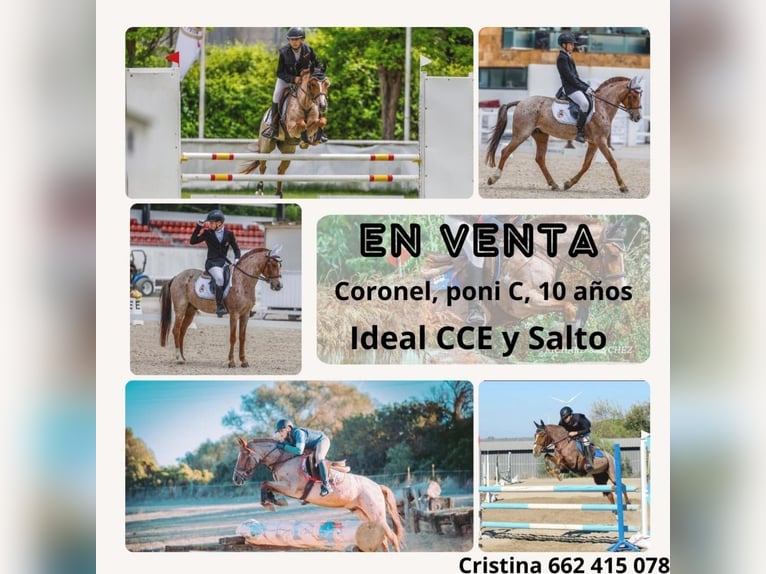 Classic Pony Mix Wałach 10 lat 138 cm Overo wszelkich maści in Puerto Real