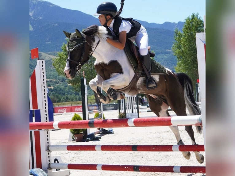 Classic Pony Wałach 12 lat 135 cm Srokata in Sitges