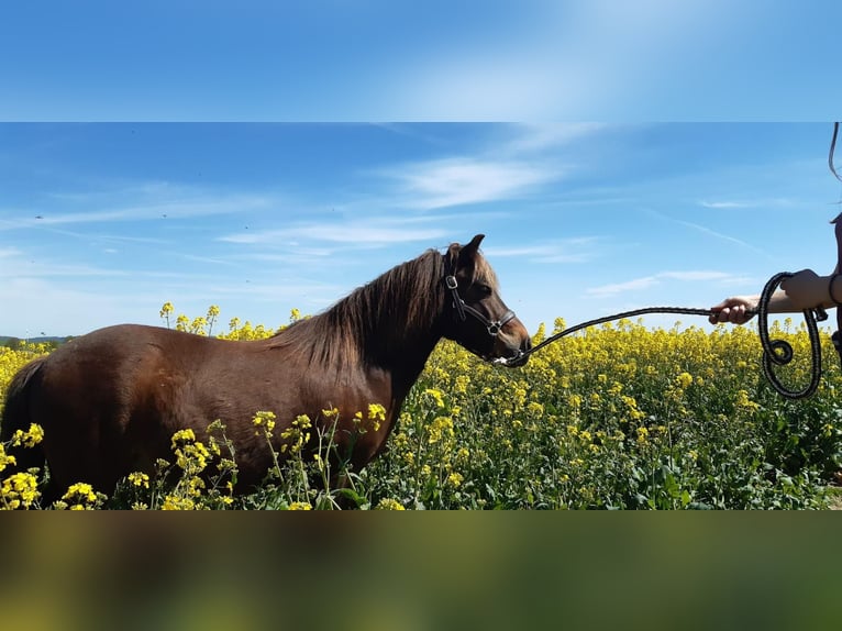 Classic Pony Mix Wałach 13 lat 112 cm Ciemnokasztanowata in Melle