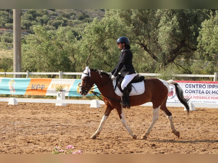 Classic Pony Wałach 17 lat 130 cm Srokata in Messina