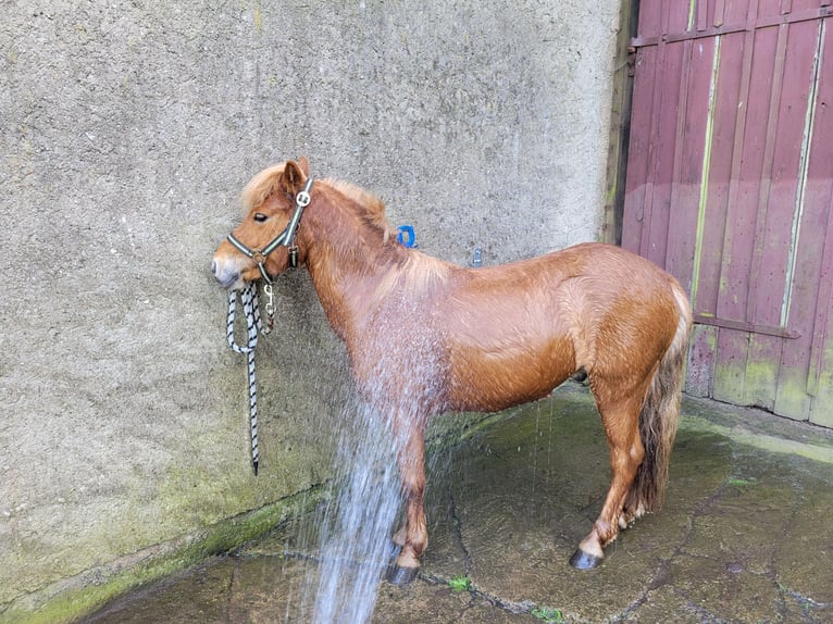 Classic Pony Wałach 5 lat 113 cm Kasztanowata in Schwasdorf