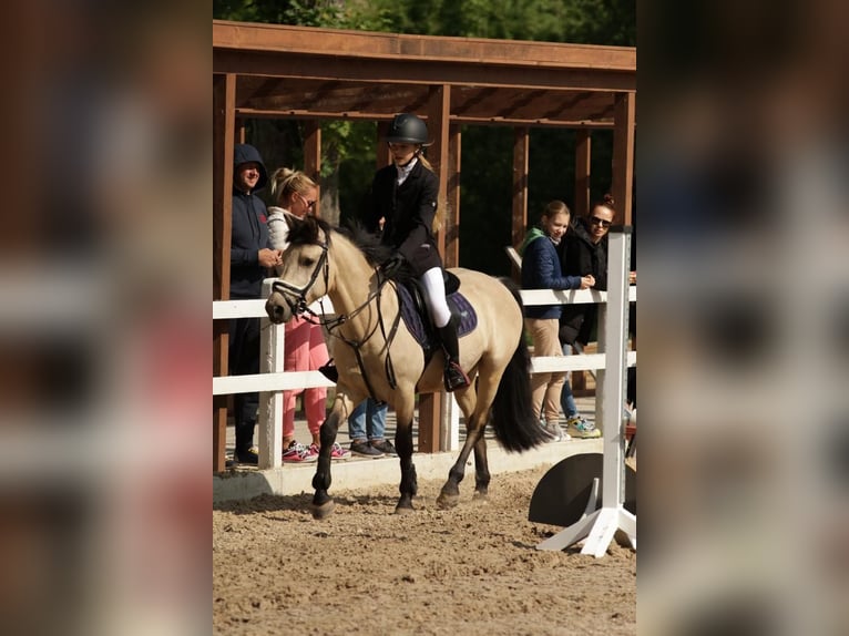 Classic Pony Wałach 5 lat Izabelowata in Kedainiai