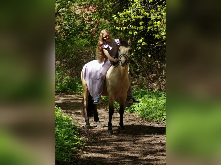 Classic Pony Wałach 5 lat Izabelowata in Kedainiai